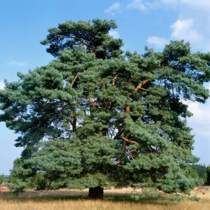 Mature SCOTS PINE - TREE Mature SCOTS PINE - TREE