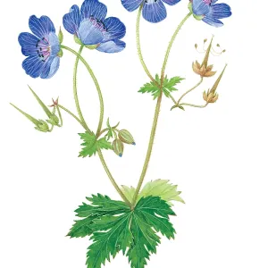 Meadow Crane's Bill. The purple-blue flowers of Meadow Crane's Bill. The purple-blue flowers of