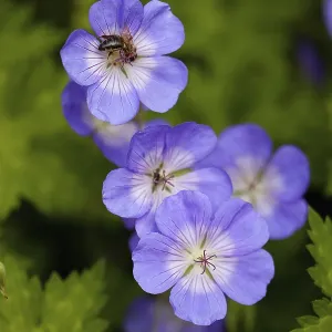 Meadow cranesbill, Geranium pratense, Mauve coloured Meadow cranesbill, Geranium pratense, Mauve coloured