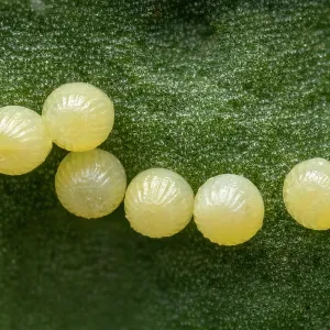 Meadow Fritillary (Melitaea parthenoides) eggs o Meadow Fritillary (Melitaea parthenoides) eggs o