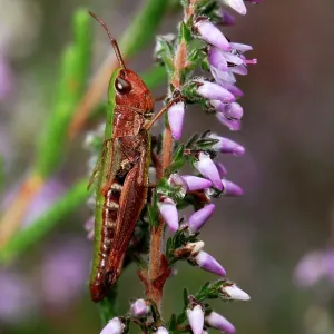 Meadow Grasshopper - on heather Meadow Grasshopper - on heather