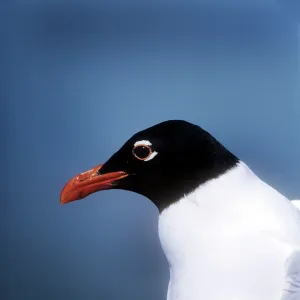 MEDITERRANEAN GULL MEDITERRANEAN GULL