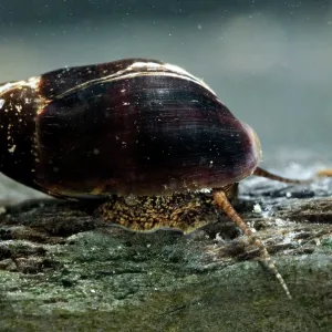 Melanopsis etrusca Melanopsis etrusca