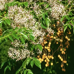 Melia azedarach - Bead Tree Melia azedarach - Bead Tree