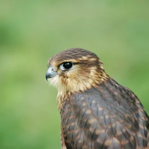 MERLIN - CLOSE-UP OF HEAD MERLIN - CLOSE-UP OF HEAD
