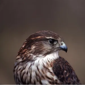 MERLIN - close-up of head MERLIN - close-up of head