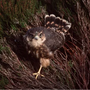 MERLIN - standing in heather MERLIN - standing in heather