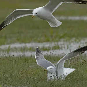 Mew Gull two birds with open wings sitting in marshy meadow and flying on the left Mew Gull two birds with open wings sitting in marshy meadow and flying on the left