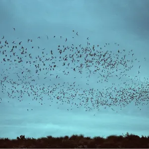 Mexican FREE-TAIL BATS - flock flying at dusk