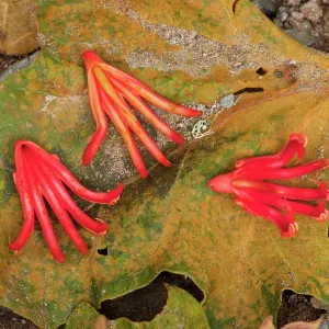 Mexican Hand Tree / Devil's / Monkey's Hand Tree Mexican Hand Tree / Devil's / Monkey's Hand Tree