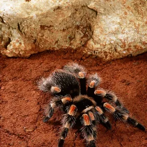 Mexican Red-Kneed Tarantula / Bird-Eating Spider Mexican Red-Kneed Tarantula / Bird-Eating Spider