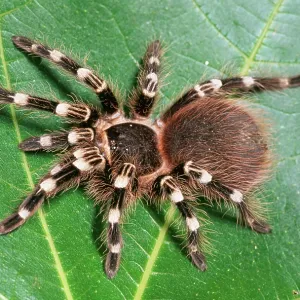 Mexican White-Knee Tarantula / Bird-eating Spider