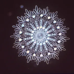 MICROSCOPIC - Design of Diatoms, phytoplankton