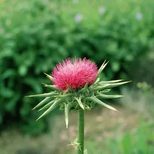 Milk Thistle