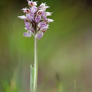 Milky Orchid Milky Orchid