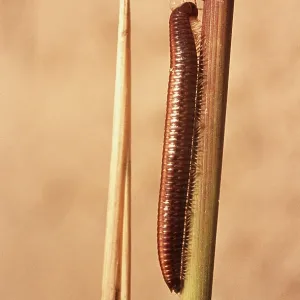 MILLIPEDE MILLIPEDE