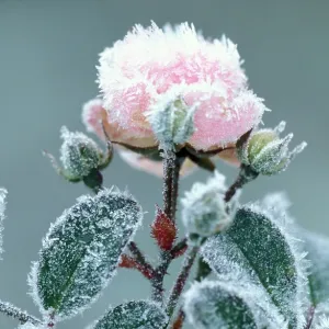 Miniature rose - rimed, frosted pink flower in garden
