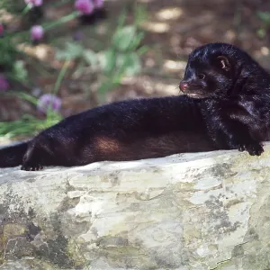MINK MINK
