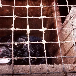 MINK in cage MINK in cage
