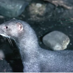 MINK - close-up