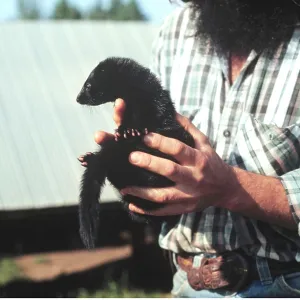 MINK - held in man's hands MINK - held in man's hands