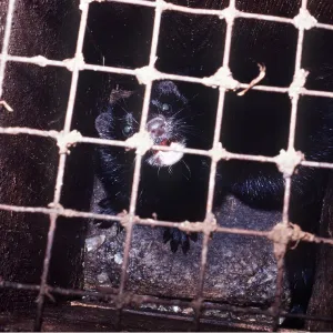 MINK - in hutch on mink farm MINK - in hutch on mink farm