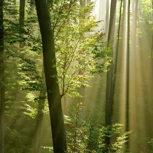 Mist in forest sunrays breaking through autumn forest Mist in forest sunrays breaking through autumn forest