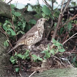 MISTLE THRUSH - on nest MISTLE THRUSH - on nest