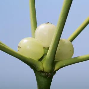 MISTLETOE - berry, close-up MISTLETOE - berry, close-up