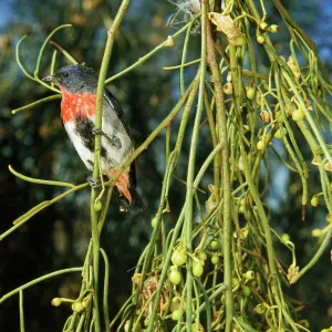 Mistletoe bird Mistletoe bird