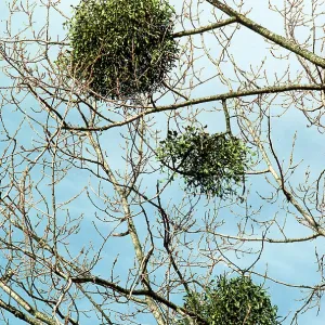 MISTLETOE - on tree MISTLETOE - on tree