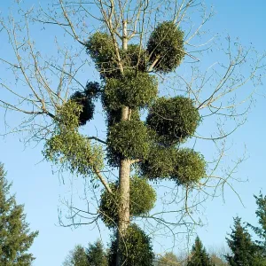 Mistletoe - Viscum album on poplar tree Mistletoe - Viscum album on poplar tree