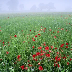 Mixed crops. Common POPPIES - with flowering linseed Mixed crops. Common POPPIES - with flowering linseed