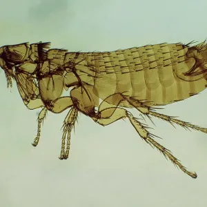 Mole flea - male, x 10 magnification
