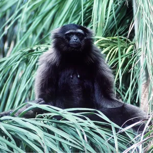 MOLOCH GIBBON