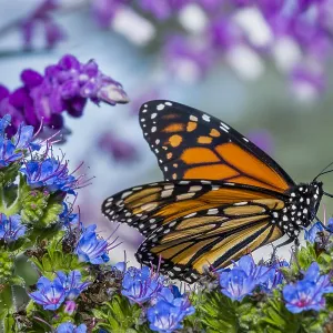 Monarch butterfly (Danaus plexippus) on garden flower Monarch butterfly (Danaus plexippus) on garden flower