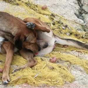 Mongrel DOG - licking itself Mongrel DOG - licking itself