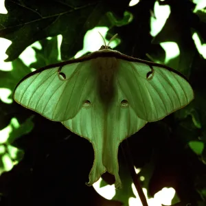 Moon Moth Moon Moth