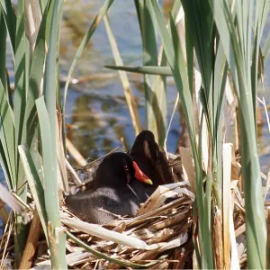 MOORHEN - in nest