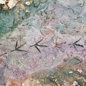 Moorhen - Walking tracks in mud Moorhen - Walking tracks in mud