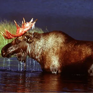 MOOSE - in water