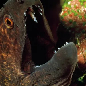 Moray Eel - close-up of head - mouth open Moray Eel - close-up of head - mouth open
