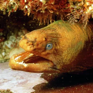 Moray Eel - with mouth open Moray Eel - with mouth open