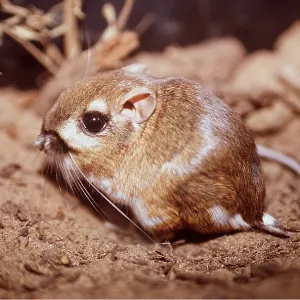 MORRO BAY KANGAROO RAT - close-up MORRO BAY KANGAROO RAT - close-up
