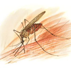Mosquito Mosquito