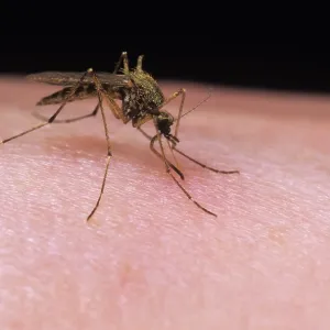 Mosquito - female feeding on human arm