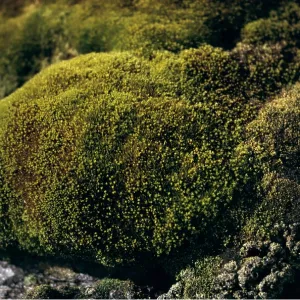MOSS covered rock MOSS covered rock