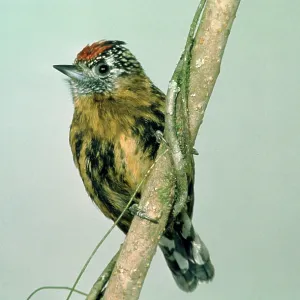 Mottled PICULET