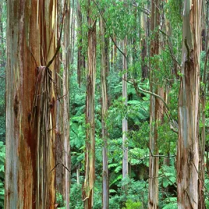 Mountain Ash - Tarra-Bulga National Park Mountain Ash - Tarra-Bulga National Park