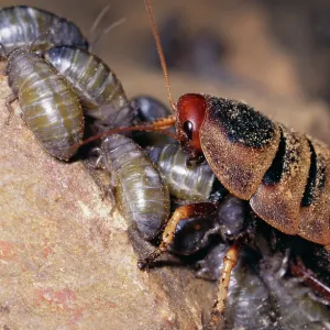 Mountain COCKROACH - female with nymphs 1-2 hours old Mountain COCKROACH - female with nymphs 1-2 hours old